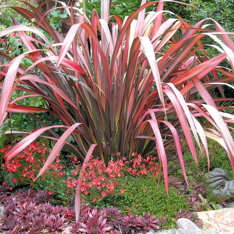 Kordylína (Cordyline) ´SOUTHERN SPLENDOUR´  výška 50-70 cm, kont. C5L (-12°C)
